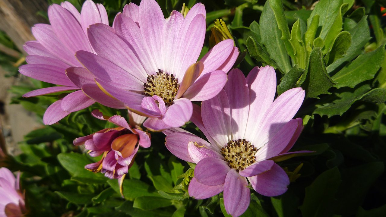 Главная картинка новости: Клумба у подъезда зацветет неподъёмными штрафами ЖКХ – рассказываем почему