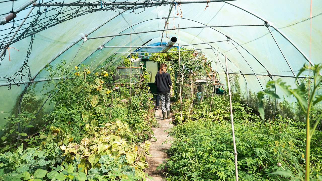 Главная картинка новости: Мечтали о плодородной почве, в итоге остались без урожая - сидерат только навредил. Вот что сеем вместо горчицы и радуемся