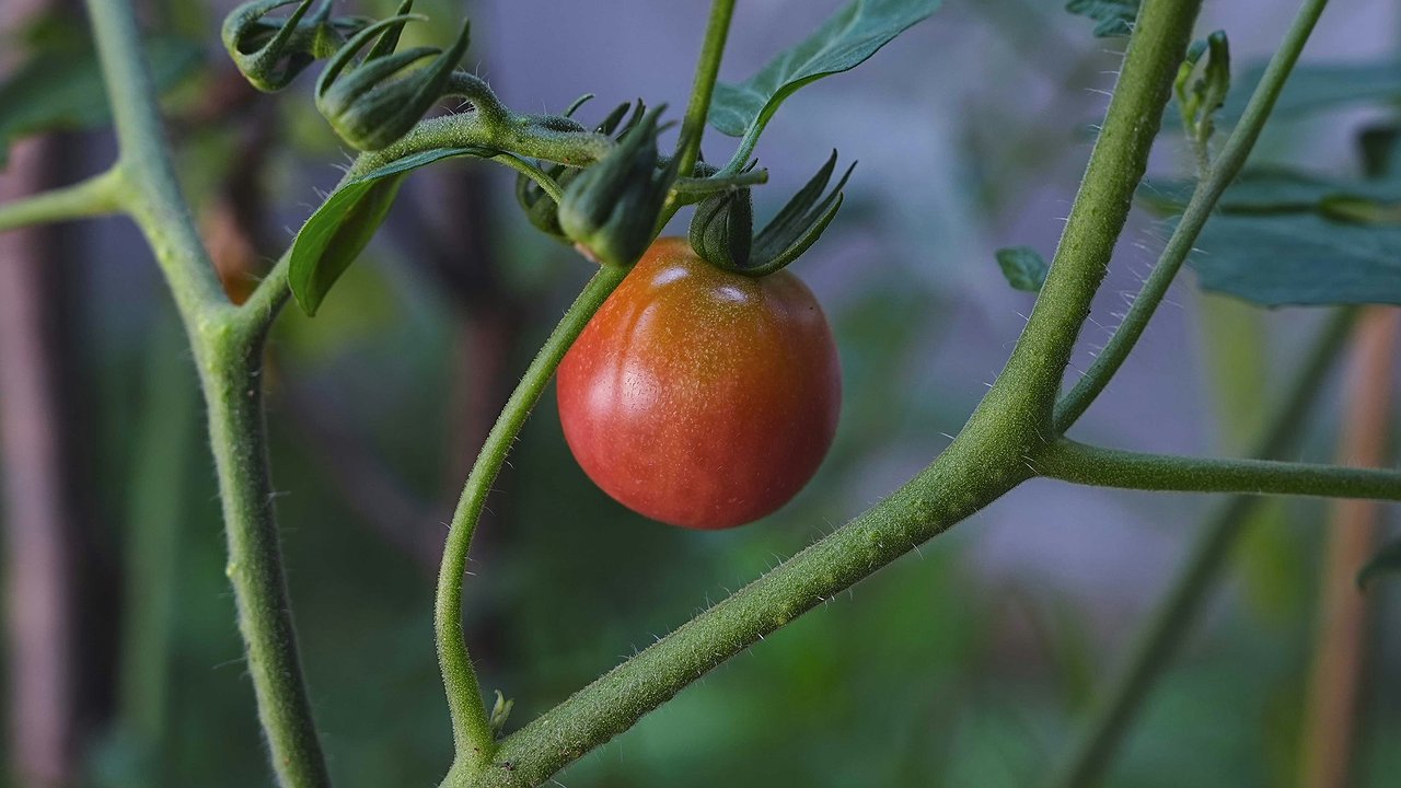 Главная картинка новости: Бегала за этими семенами томатов много лет — сладкий как фрукт, а сочный, что "взрывает" голову