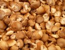 Родственник рыжика - плотный, сладкий и мясистый: однако грибники его не собирают, а зря!