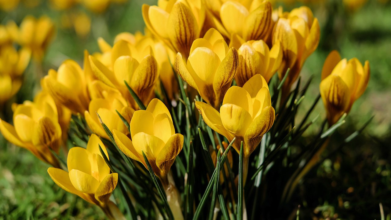 Главная картинка новости: Семена, которые любят зиму: весной они превращают грядку в сказочные уголки