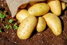 Миниатюра новости: Пять самых вкусных сортов картошки — всегда крупные и рассыпчатые: идеально подходит для пюре, жарки и драников — копаю и радуюсь