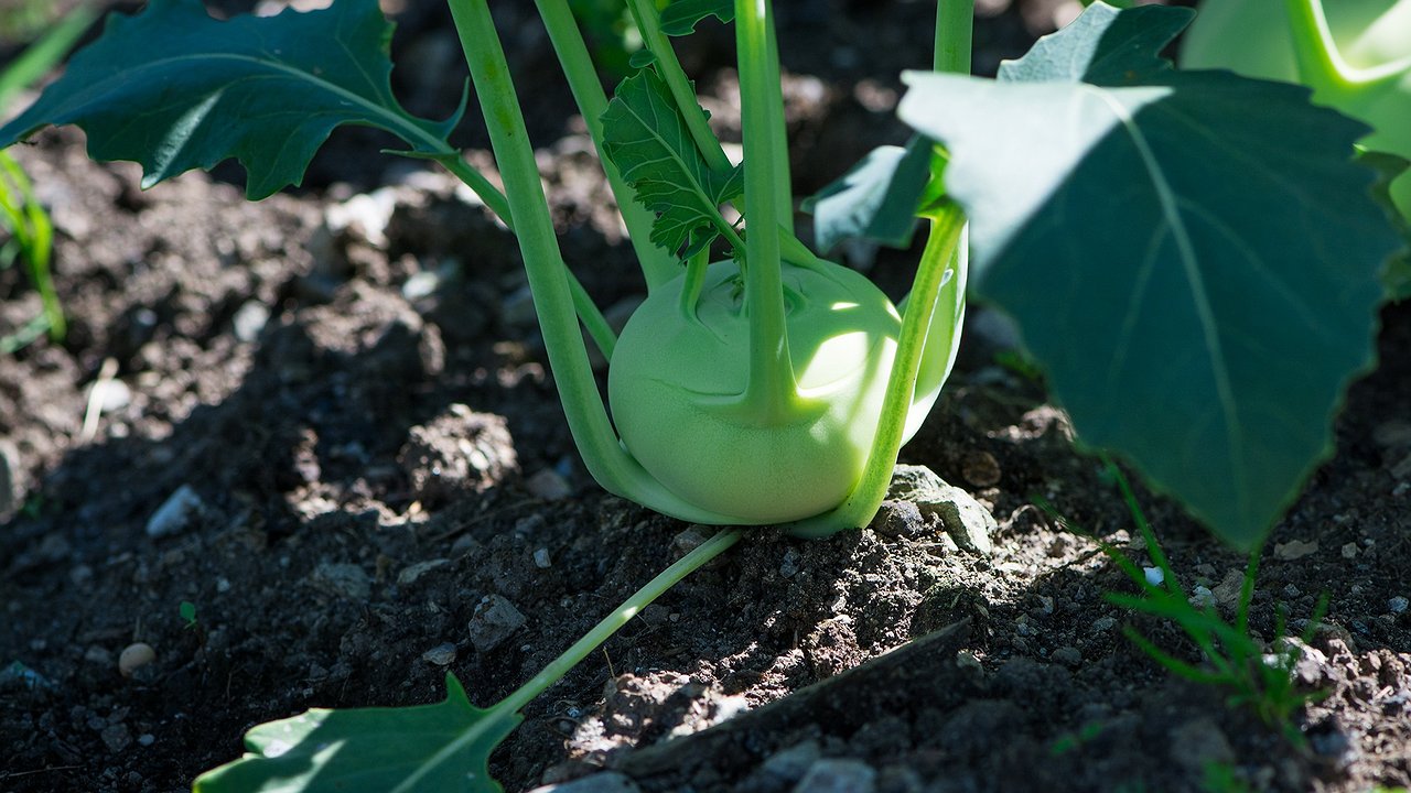 Главная картинка новости: Навоз зло: есть решение эффективнее - 1 кг семян и почва рыхлая, как после червей