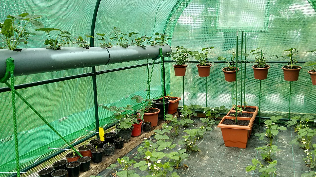 Главная картинка новости: Теплица из поликарбоната - вчерашний день: ей придумали более прочную замену без трещин, пыли и потёков грязи