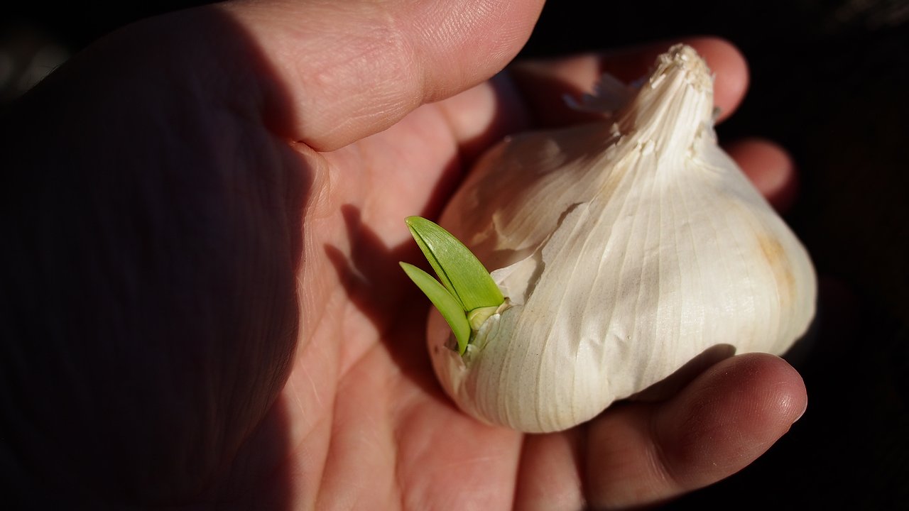 Главная картинка новости: Старый советский метод посадки чеснока: урожайность в 10 раз выше