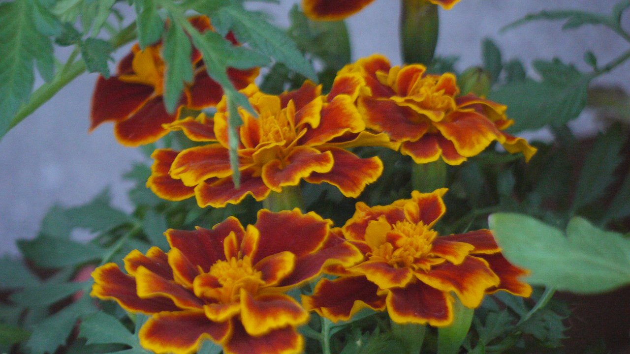 Главная картинка новости: Сеем бархатцы под конец осени в приствольные круги по этой схеме — и красота с защитой сада в одном флаконе