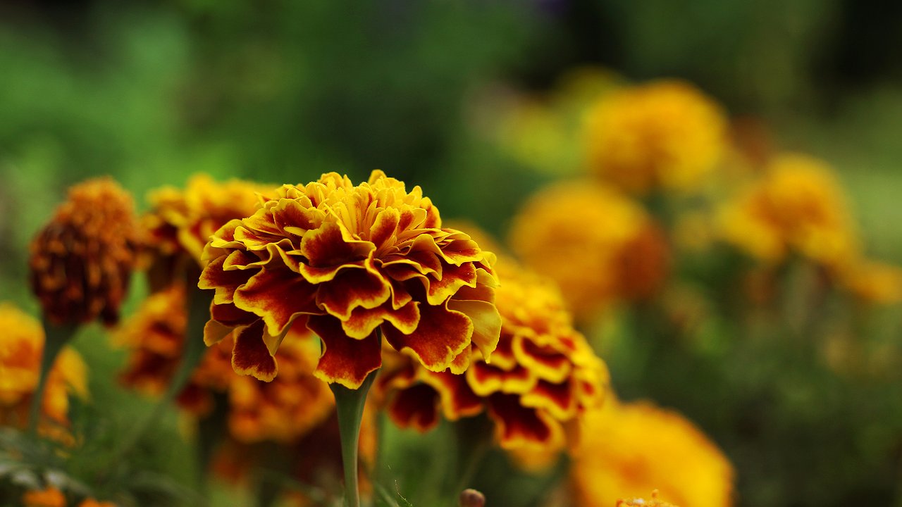 Главная картинка новости: Не сажайте бархатцы на своем огороде - и вот почему: дачники уже отказываются от этой затеи