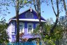 Миниатюра новости: Это дерево быстро устранит проблему с выгребной ямой: посадил и забыл про откачку навсегда