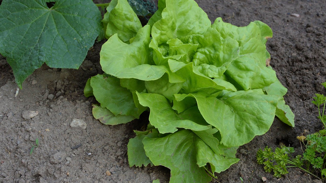 Главная картинка новости: Ложка крупы вместо вагона навоза: кидаем сразу после дождя - и почва станет плодородной как чернозем