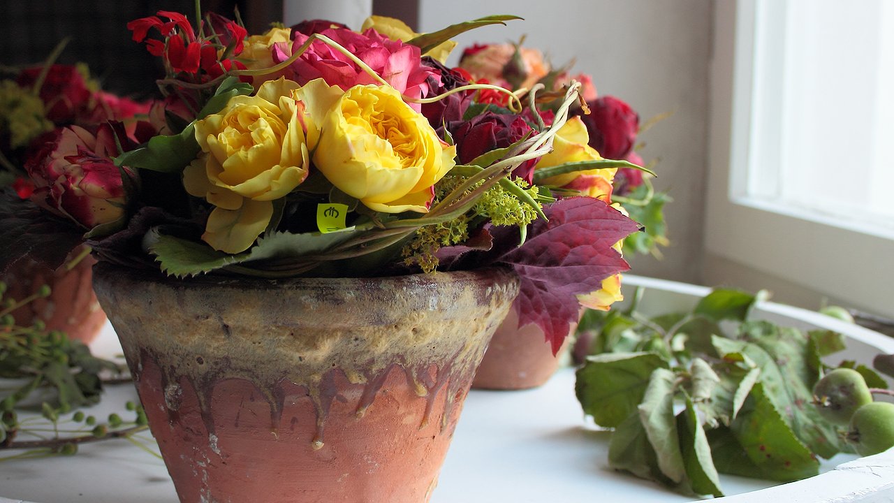 Главная картинка новости: 2 губки в горшок - и зеленые "домочадцы" цветут непрерывно: даже поливать не нужно