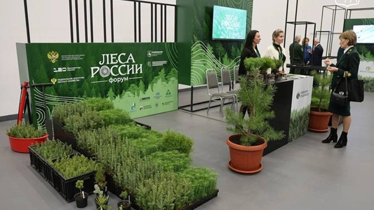 Главная картинка новости: Нижний Новгород стал центром лесной индустрии: в городе проходит форум "Леса России"