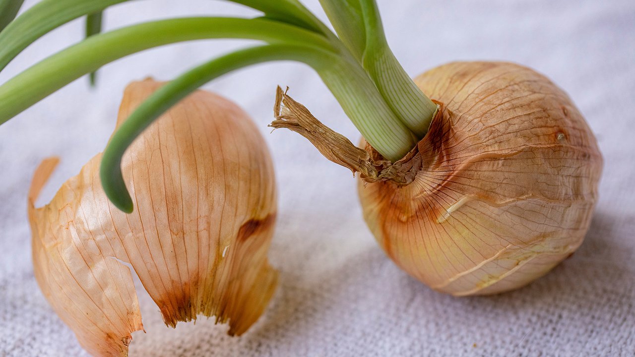 Главная картинка новости: Сколько можно сажать лук-севок на одном месте: схема севооборота для увеличения урожая