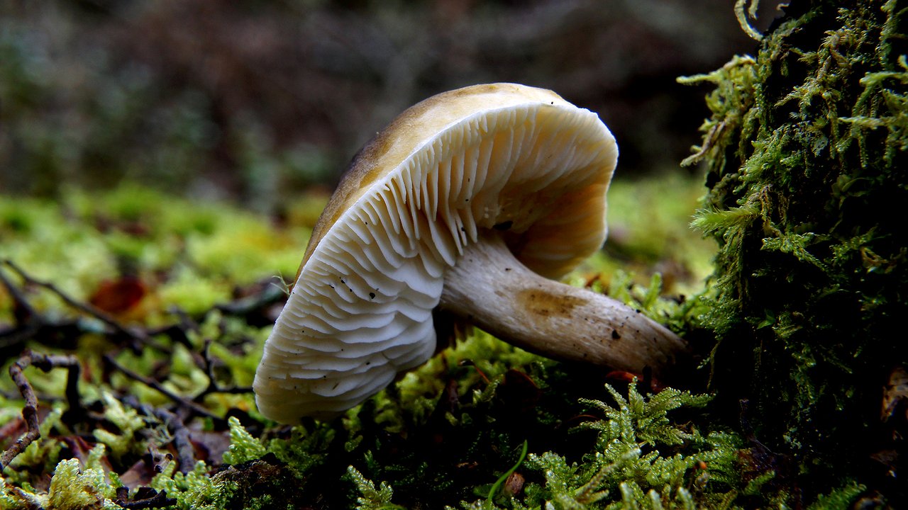 Главная картинка новости: Родственник рыжика - плотный, сладкий и мясистый: многие грибники его не собирают, а зря!