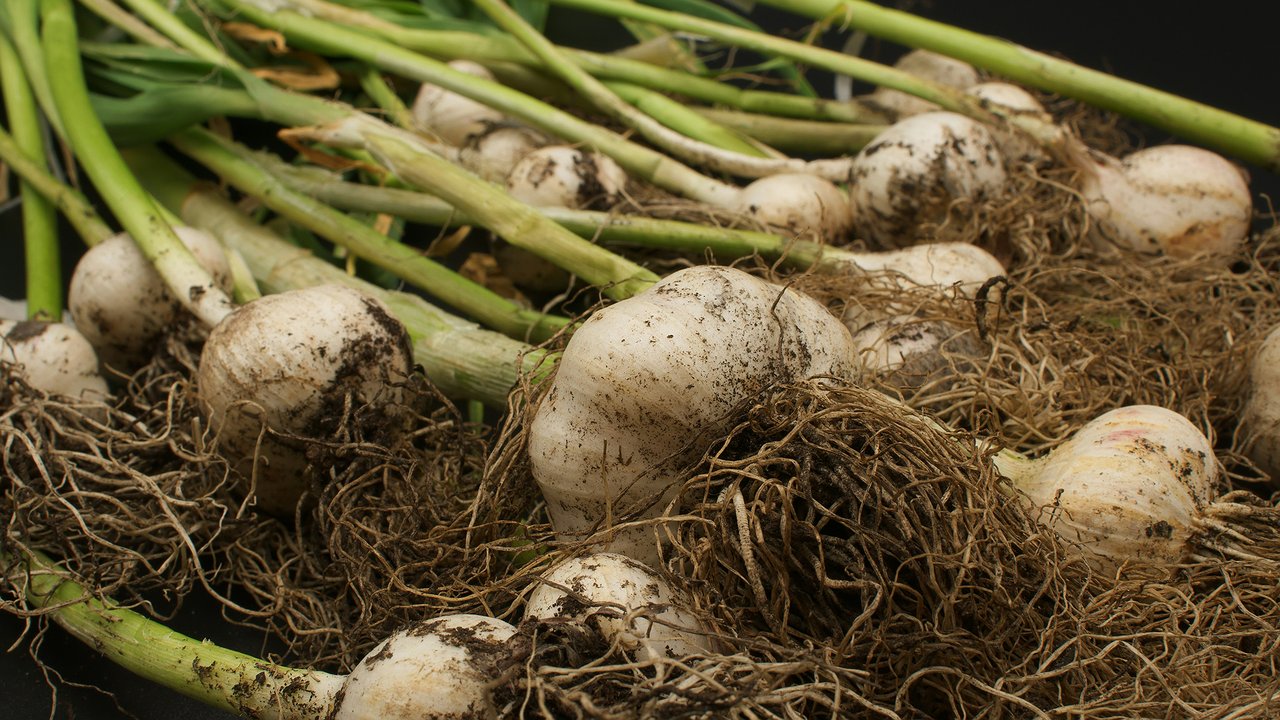 Главная картинка новости: Чеснок всегда здоров и не вымерзает: теперь сажаю только так — и урожай в два раза больше