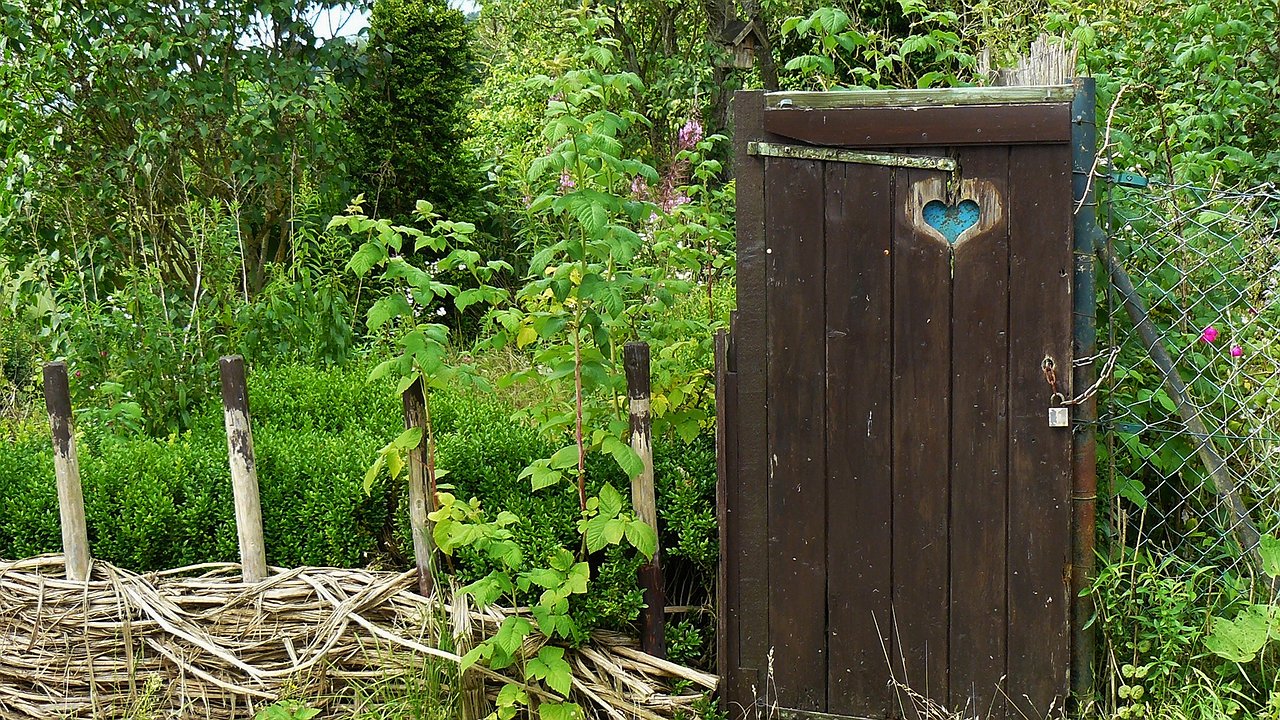 Главная картинка новости: Это дерево "откачает" вашу выгребную яму за три глотка - посадил и забыл про откачку навсегда