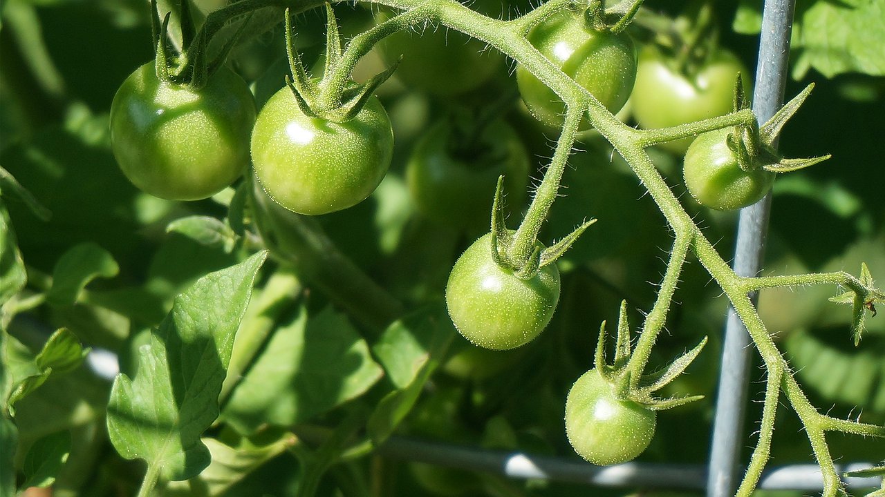 Главная картинка новости: Не спешите выбрасывать зеленые помидоры: по-грузинскому рецепту они получаются вкуснее красных — лучшая закуска