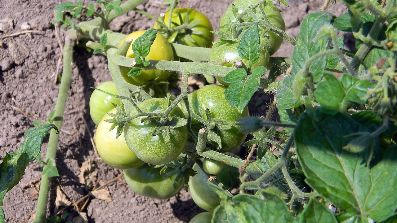 Главная картинка новости: Не спешите ее сжигать: томатная ботва — не мусор, а настоящее золото: 3 проверенных временем способа для использования на участке