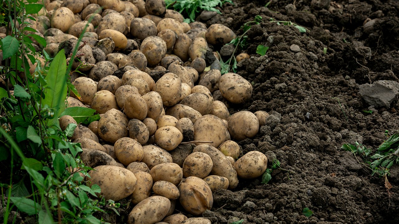 Главная картинка новости: Дачники, вносим это средство после сбора картофеля - и почва снова как жирный чернозём, мягкая и пышная
