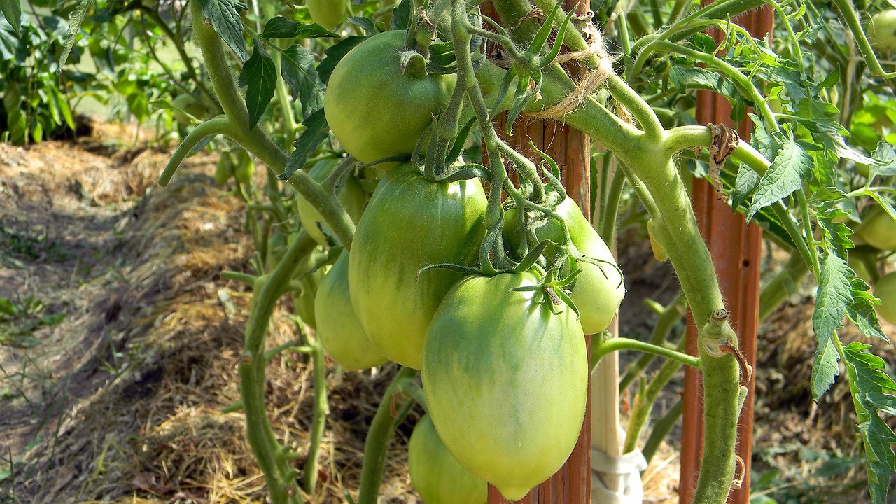 Главная картинка новости: Выручаем будущий урожай в теплице: как провести осеннее обеззараживание грунта без замены почвы – 6 легких способов