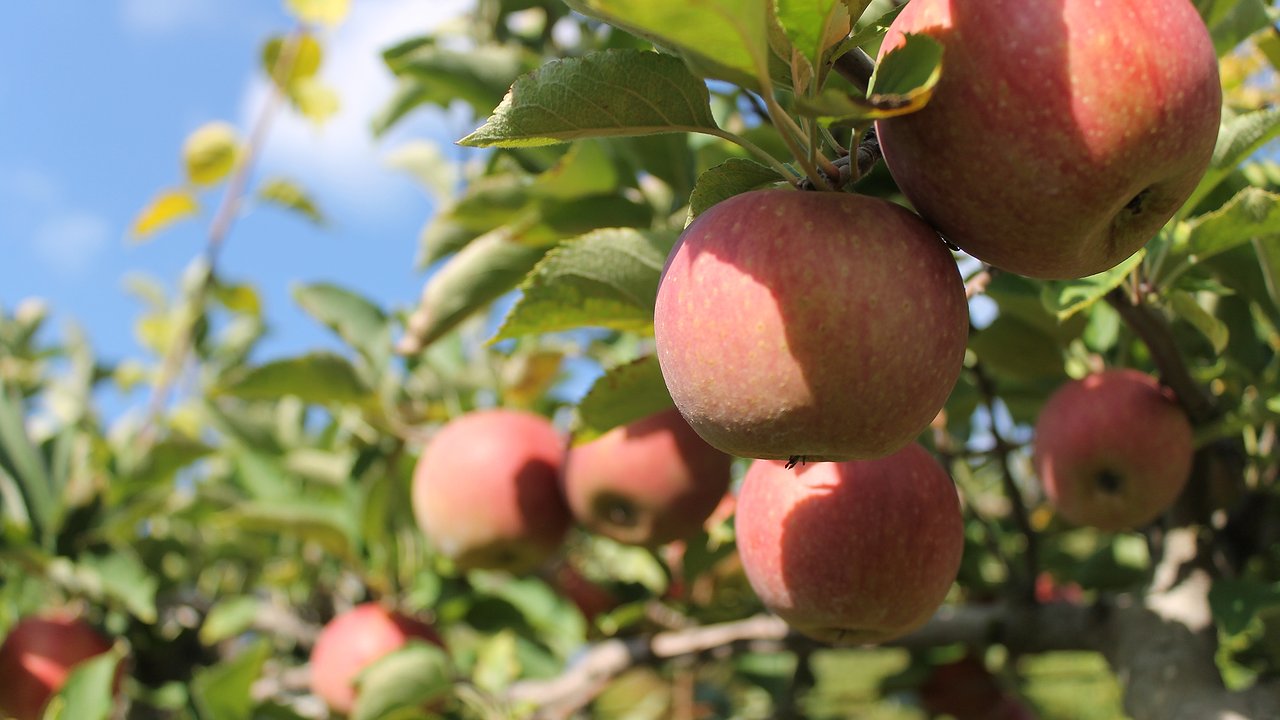 Главная картинка новости: 1 пакетик под яблоню — сбегут муравьи, тля и медяница: защитите урожай без больших затрат