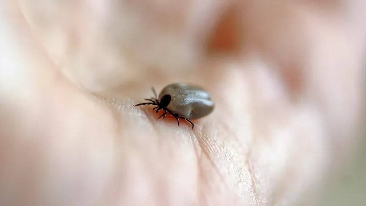 Главная картинка новости: «Не надо ни монеток ни ниток»: Как опытные лесники легко избавляются от впившихся клещей