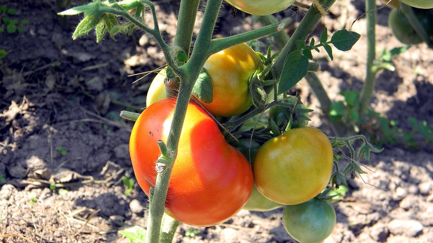 Главная картинка новости: Пятерка самых вкусных сортов томатов — до 15 кг с куста: идеальные помидоры в банку или салат — буквально тают во рту