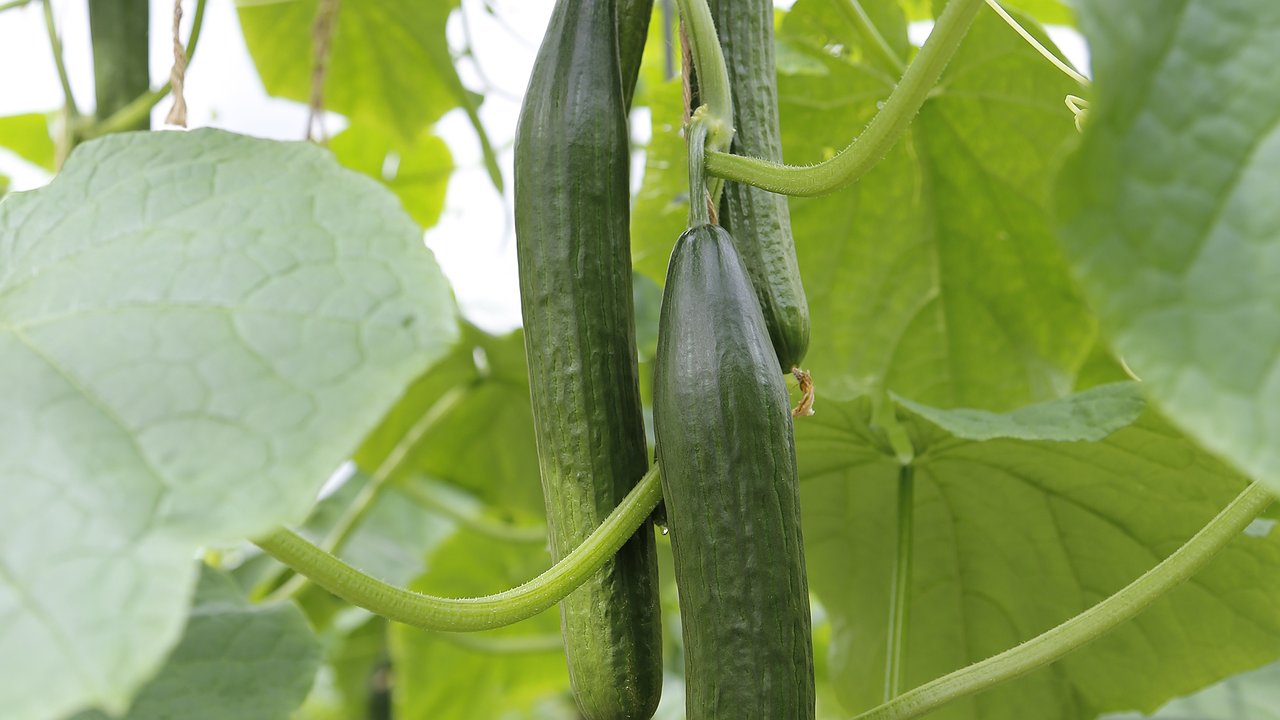 Главная картинка новости: 1 ст. л. на 10 л. воды — и огурцы плодоносят без остановки до самых морозов: от урожая отбоя нет, хоть с соседями делись