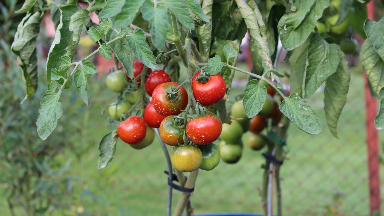 Главная картинка новости: Бегала за этими семенами томатов несколько лет — сладкий как фрукт, а сочный, что "взрывает" голову