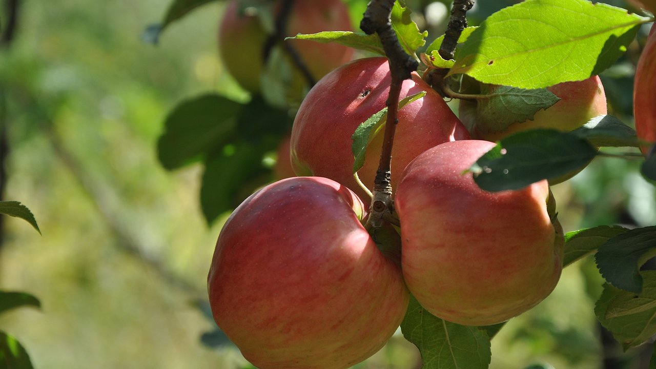 Главная картинка новости: Осенняя подкормка яблонь: как и что вносить — а главное, делать это в октябре или дождаться ноября