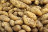 Миниатюра новости: Пять самых вкусных сортов картошки — всегда крупные и рассыпчатые: отлично подходит для пюре, жарки и драников — копаю и радуюсь