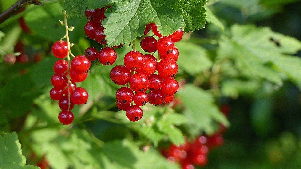 Главная картинка новости: Осенняя обрезка смородины для богатого урожая в следующем году: пошаговая инструкция