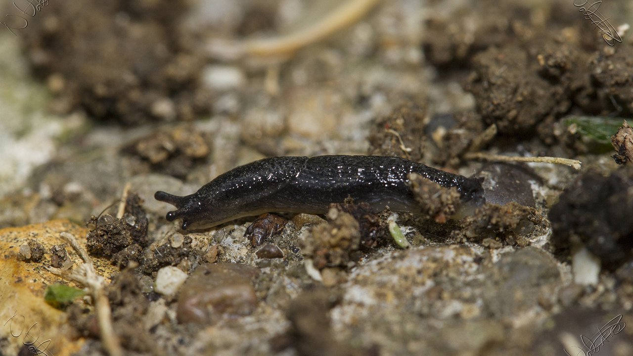 Главная картинка новости: Испанские слизни моментально покинут ваш участок: 3 способа борьбы с вредителями на огороде