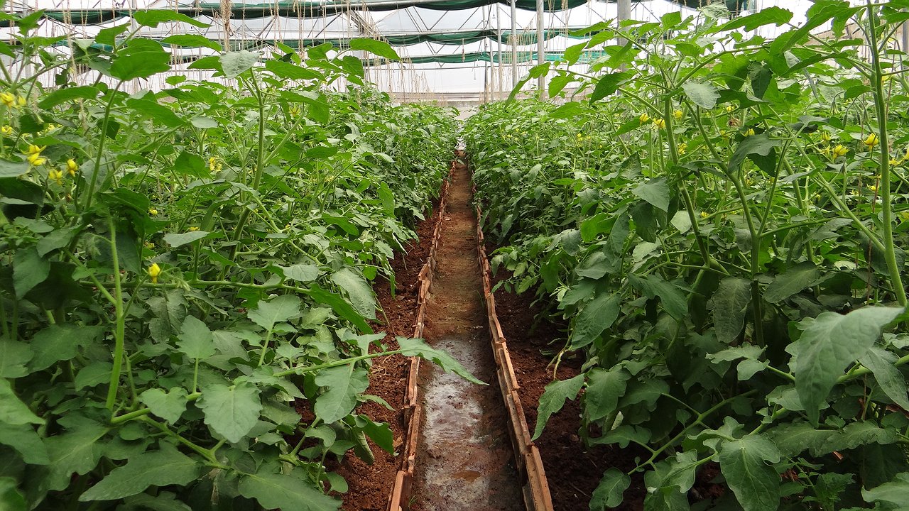 Главная картинка новости: Почва восстановится сама: просто высейте в теплице 3 сидерата — дёшево и сердито