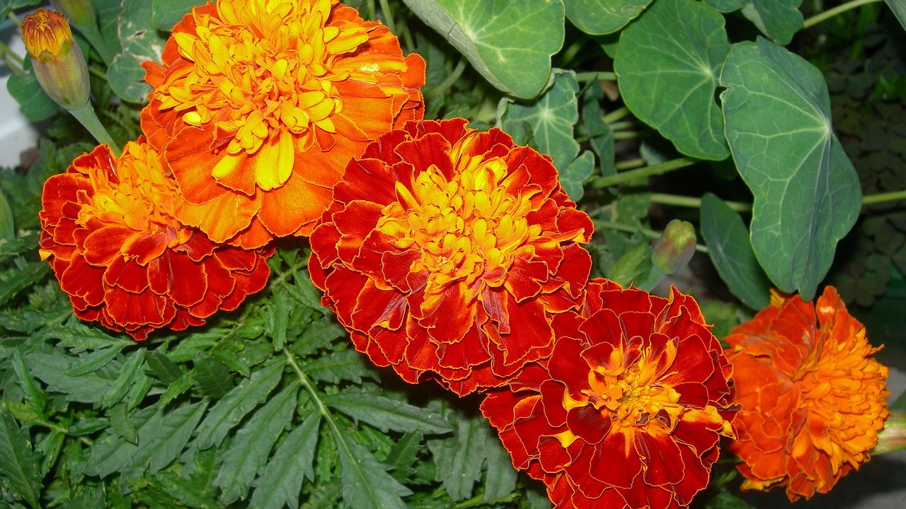 Главная картинка новости: Почему не стоит бездумно сажать бархатцы на огороде: не все об этом догадываются
