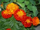 Почему не стоит бездумно сажать бархатцы на огороде: не все об этом догадываются
