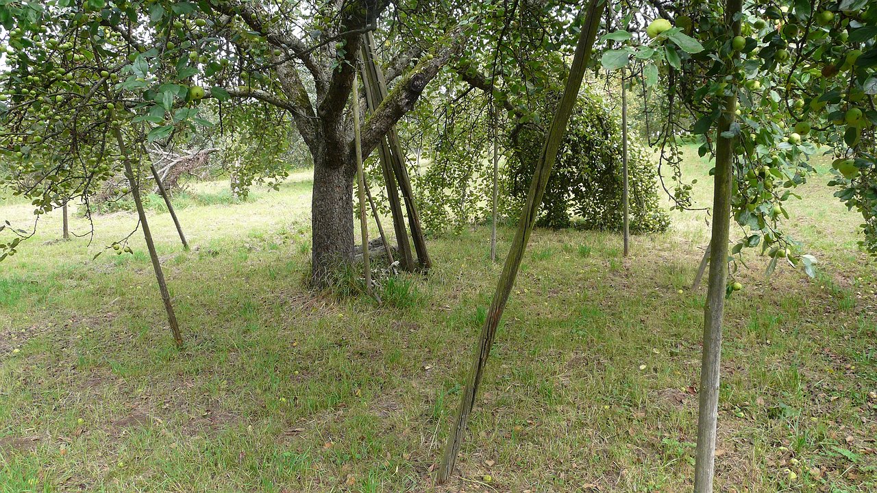 Главная картинка новости: Это дерево «выпьет» вашу выгребную яму за три глотка: посадил и забыл забыл о необходимости откачки навсегда