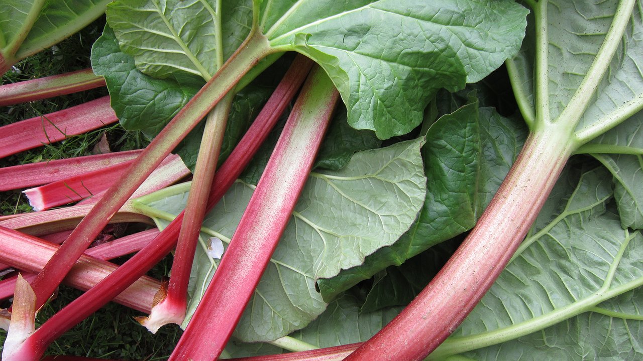 Главная картинка новости: Толпа китайцев ждала у бабушкиного огорода и просила продать им сорняк - "чудо", которое в России мало кого интересует