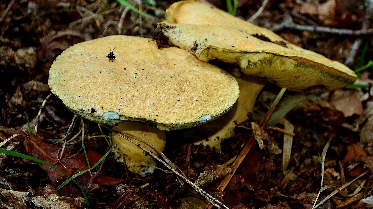 Главная картинка новости: Родственник рыжика - плотный, сладкий и мясистый: грибники его не собирают, а напрасно!