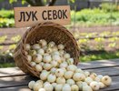 Сколько можно сажать лук-севок на одном месте: схема севооборота, которая увеличит ваш урожай вдвое