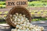 Миниатюра новости: Сколько можно сажать лук-севок на одном месте: схема севооборота, которая увеличит ваш урожай вдвое