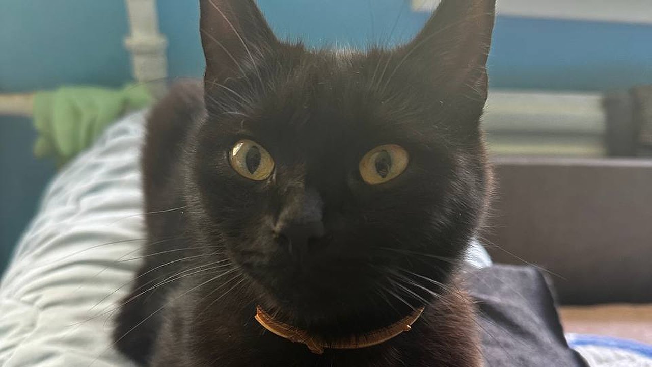 Главная картинка новости: Как кошки предупреждают о грядущих больших неприятностях - ах, если бы я знала это раньше