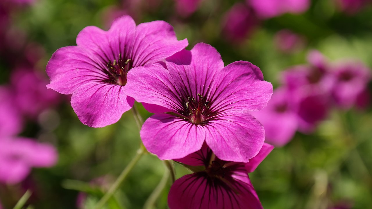 Главная картинка новости: Старые бабушкины методы зимовки герани до сих пор работают лучше покупок новых растений весной