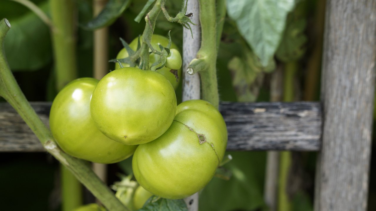 Главная картинка новости: Не выбрасывайте зеленые помидоры: по-грузинскому рецепту они получаются вкуснее красных и станут отличной закуской