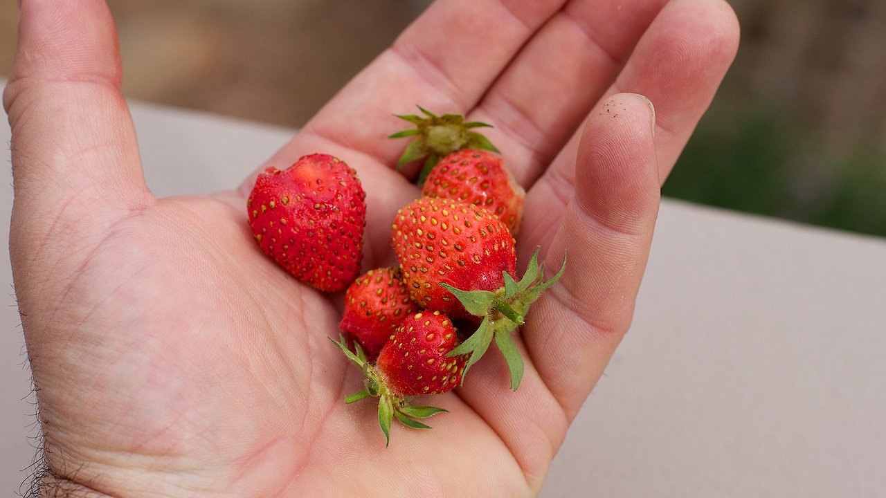 Главная картинка новости: Клубника не вымерзает и не гниет: сажаю по особой технологии — и ягоды крупные с первого года