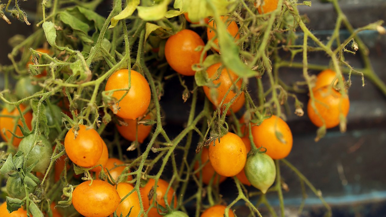 Главная картинка новости: Не смейте ее сжигать: томатная ботва — не мусор, а ценное удобрение: 3 проверенных временем способа для использования на участке