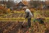 Миниатюра новости: Огород засыпает, но работа только начинается: как подготовить грядки к будущим посевам