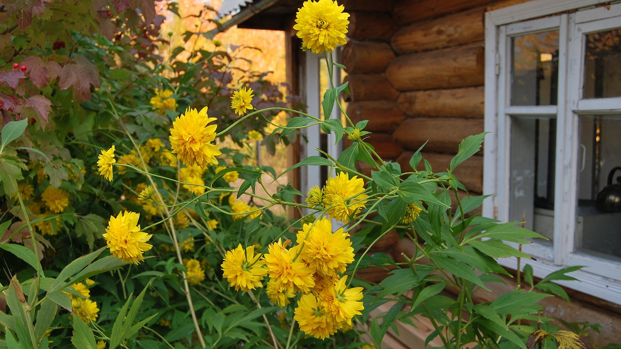 Главная картинка новости: Как избавить дачный дом от запаха сырости и плесени: советы, о которых вы не знали