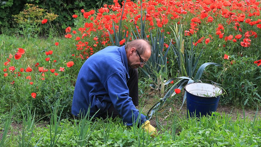 Главная картинка новости: Какие овощи стоит посеять до 25 октября: взойдут весной без проблем и вредителей — особое внимание грядке
