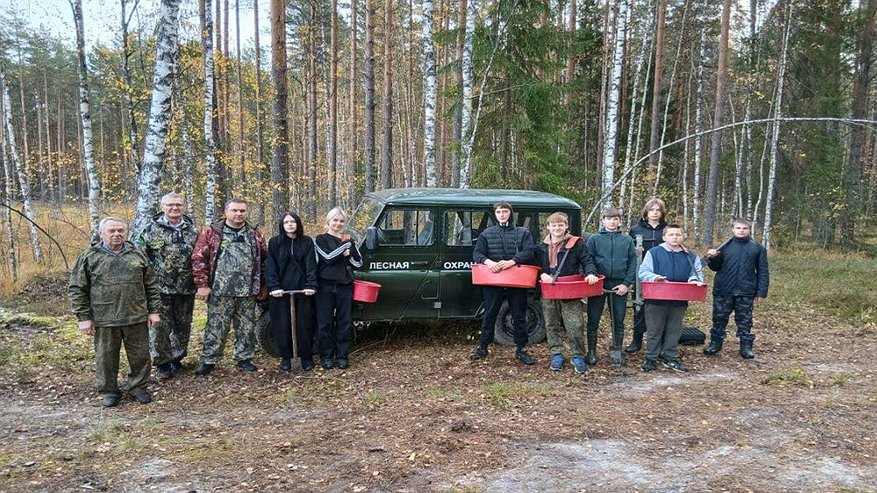 Главная картинка новости: Более десяти тысяч саженцев сосны появились в Мухтоловском лесничестве