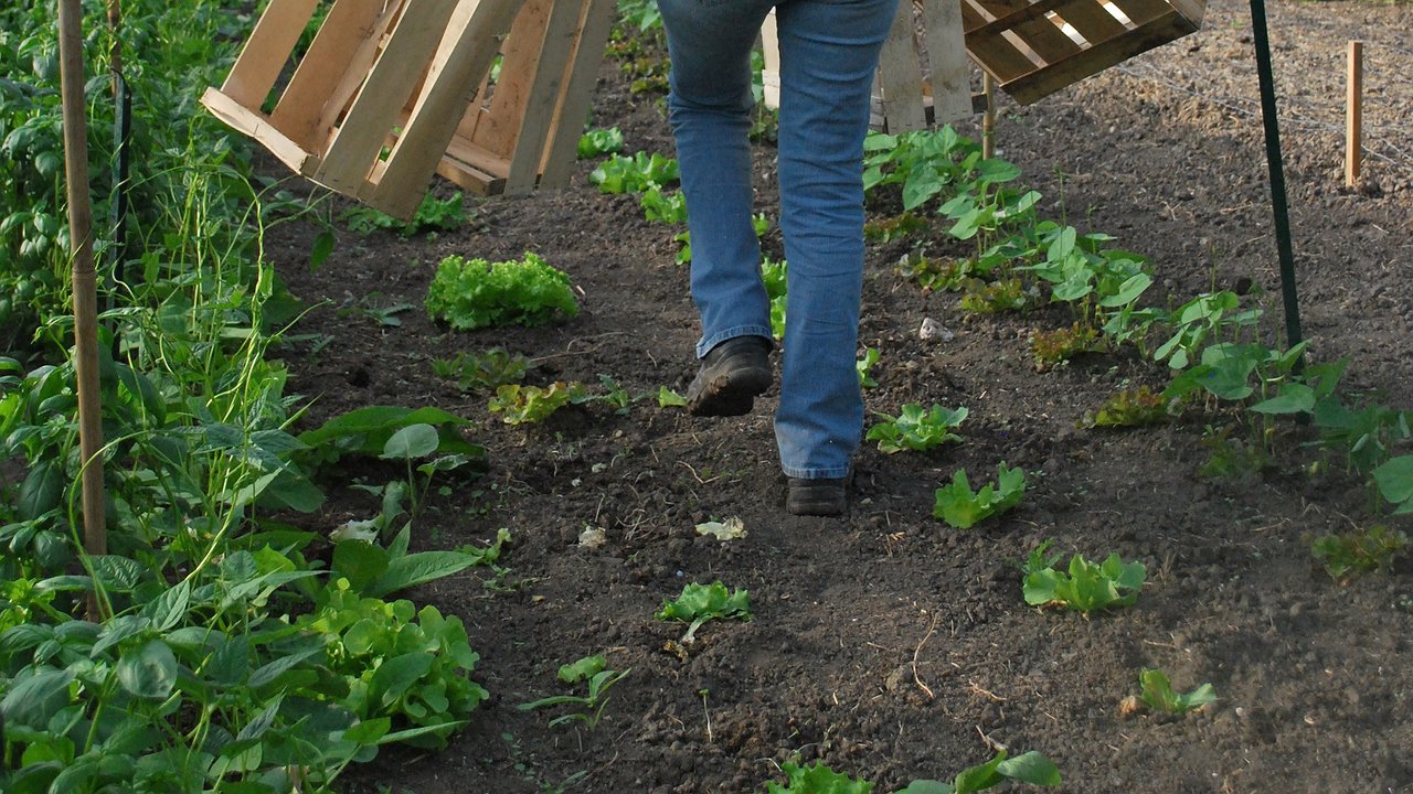 Главная картинка новости: Осенний уход за грядками после картофеля: важная процедура для будущего урожая